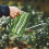 Succulent Watering Bottle Plastic Transparent 4