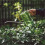 Succulent Watering Bottle Plastic Transparent 11