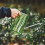 Succulent Watering Bottle Plastic Transparent 12