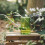 Succulent Watering Bottle Plastic Transparent 10