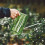 Succulent Watering Bottle Plastic Transparent 9