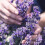 Herbal Essences Jojobal und Lavendel-Lockensplung 5