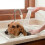 Soffione doccia per lavabo per cani e gatti 4