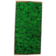 1.1 Pounds Preserved Moss for Garden Crafts Maintenance-Free Home Office Wall Art Wedding Decor