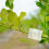 10PCS Plant Rooting Propagator Ball Transparent 15