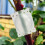 10PCS Plant Rooting Propagator Ball Transparent 13