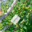 10PCS Plant Rooting Propagator Ball Transparent 14
