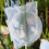 10PCS Plant Rooting Propagator Ball Transparent 12