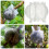10PCS Plant Rooting Propagator Ball Transparent 6
