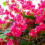 120cm Artificial Silk Bougainvillea Branches Faux 12