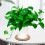 Eco Friendly Plastic Sheet Cork Flowerpot Pad Cork 13