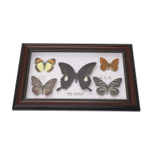 Lebendige Schmetterlings-Insektensammlung im schwarzen Rahmen – Einzigartiges Geschenk