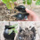 3pcs Plant Rooting Sphere Graft Rooting Growing 9
