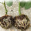 3pcs Plant Rooting Sphere Graft Rooting Growing 6