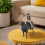 Spanish Bullfighting Model Collectible 12