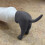 Pooping Dog Butt Toothpaste Topper Screw Cover 9
