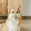 Muzzle For Muzzle Light Green Prevents Biting For Corgi 1pcs 5