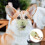 Muzzle For Muzzle Light Green Prevents Biting For Corgi 1pcs 9