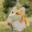 Muzzle For Muzzle Light Green Prevents Biting For Corgi 1pcs 3