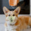 Muzzle For Muzzle Light Green Prevents Biting For Corgi 1pcs 4