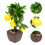 Faux Bonsai Simulated Lemon Bonsai Multi Decorative Prop 1set 4