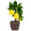 Faux Bonsai Simulated Lemon Bonsai Multi Decorative Prop 1set 1