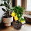 Faux Bonsai Simulated Lemon Bonsai Multi Decorative Prop 1set 7