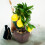 Faux Bonsai Simulated Lemon Bonsai Multi Decorative Prop 1set 9