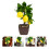 Faux Bonsai Simulated Lemon Bonsai Multi Decorative Prop 1set 2