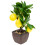 Faux Bonsai Simulated Lemon Bonsai Multi Decorative Prop 1set 3
