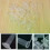 100 pezzi da 15 ml, provette da laboratorio in plastica, mini provette da centrifuga, tappo a scatto, 5