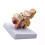 15X Human Ear Anatomy Model - Professionell Desktop Inner Ear Structure Simulation Model For Education 3