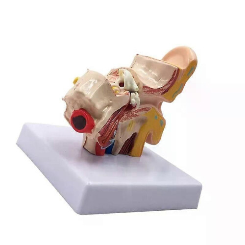 15X Human Ear Anatomy Model - Professionell Desktop Inner Ear Structure Simulation Model For Education 2