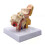 15X Human Ear Anatomy Model - Professionell Desktop Inner Ear Structure Simulation Model For Education 4