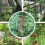 10pcs Plant Support Awning Pillar A- type Fixed Clip Plant Grafting Stakes Connector Climbing Vine Bracket 5