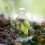 Lot de 5 mini serres transparentes pour pots de fleurs et plantes 2