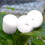 50pcs Hydroponic Basket Vegetable Net Cups Grow Vegetable Basket Cloning Cylinders-Sponge For Orchids 5