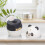 Delicate Panda Tooth Container with User-Friendly Press System, Durable PP Material, Ideal for Homes and Cafés 5