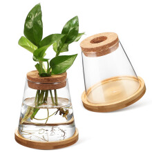 2pcs Elegant Tapered Water Planting Glass Vases For Indoor Use