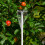 Harvesting Net Tool Fruit Collector Harvesting Net White 1pcs 6