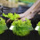 Snail Repellent Protective Ring Snail Collar for 6