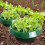 Snail Repellent Protective Ring Snail Collar for 8