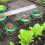 Snail Repellent Protective Ring Snail Collar for 5