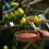 Bird Bath Hanging Bird Feeder Round Plastic 12