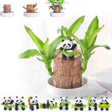 Brazilian Wood  Brazilian Wood Hydroponic Decoration  Brazilian Wood Decoration  And Tabletop Decoration Decorations Holiday Ornaments