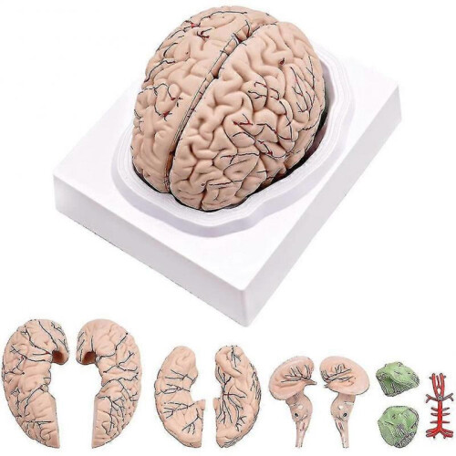 Human Brain,life Size Human Brain Anatomy Model with Display Base, for ...
