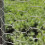 (13)Scratch Resistant Animal Fence Net Durable Galvanized Hexagonal Wire Mesh Fence 3