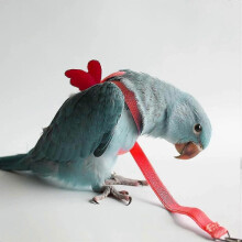 (M, Red) Adjustable Bird Harness and 80 Inch Leash for Outdoor Flying Training, Secure Fit for Parrots Cockatiels