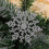 (Silver) 2025 24pcs Plastic Glitter Snowflake Ornaments Christmas Tree Decorations Wanke 4