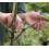 25 Pieces Fruit Tree Branch Spreader Set for Bonsai and Fruit Trees, Strong Spreading Tools with Adjustable Step Angle 5
